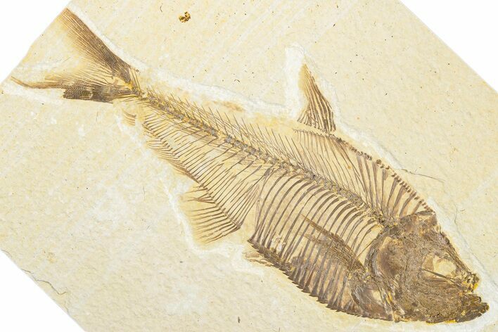 Detailed Fossil Fish (Diplomystus) - Wyoming #346946